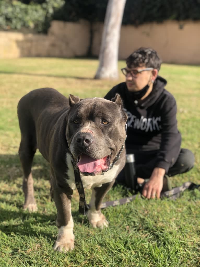 Otis, an American Pit Bull Terrier and Neapolitan Mastiff mix tested with EmbarkVet.com