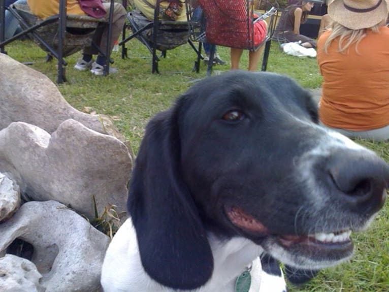 Esther, a Basset Hound and Weimaraner mix tested with EmbarkVet.com