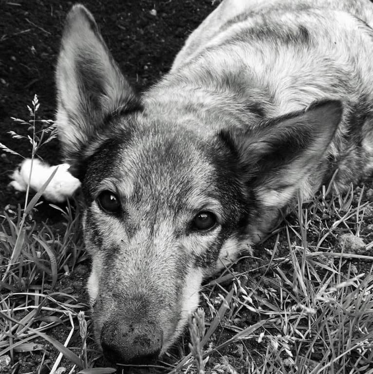 Wiley, a Middle Eastern Village Dog tested with EmbarkVet.com