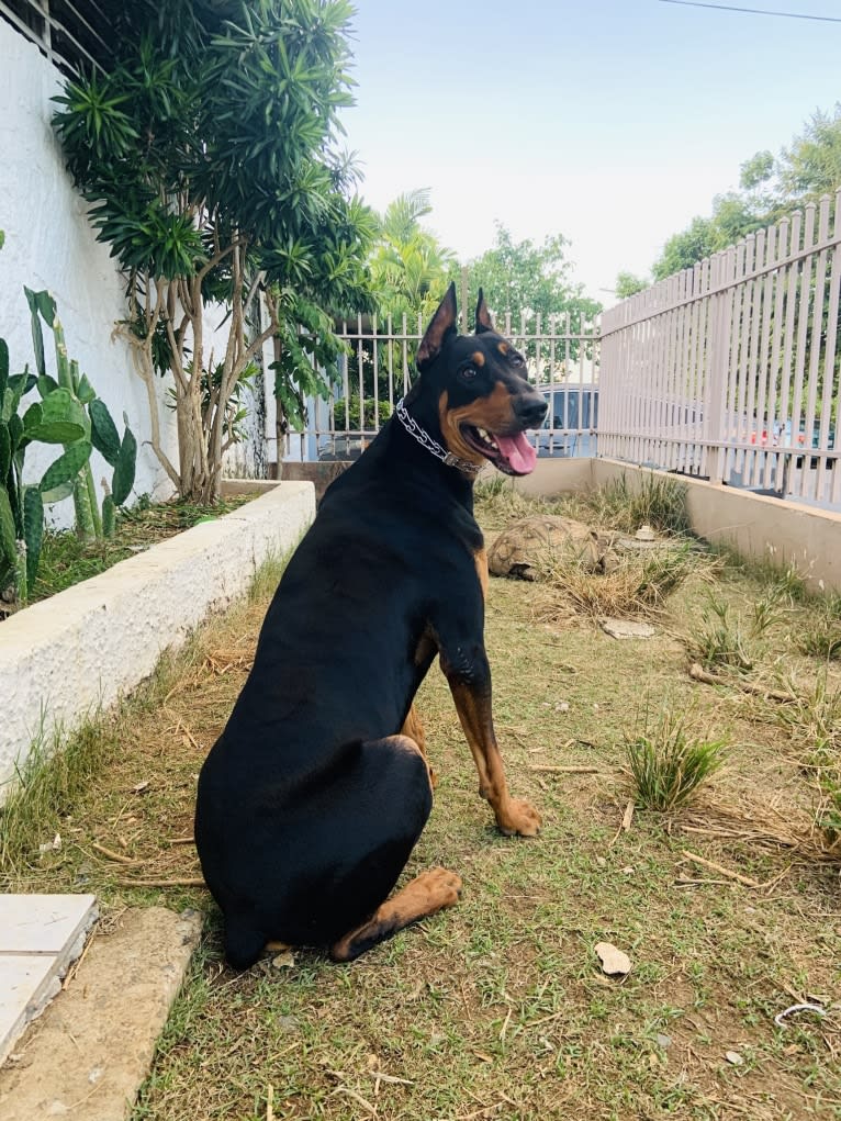 Castiel, a Doberman Pinscher and Rottweiler mix tested with EmbarkVet.com