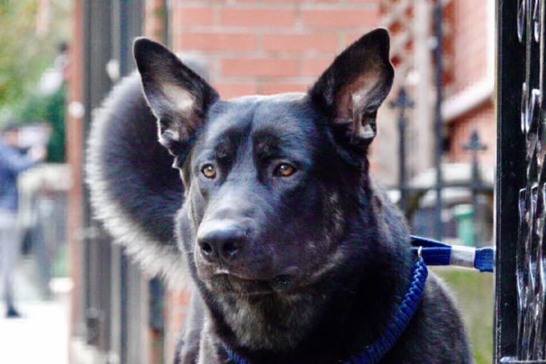 Flower's Trollius Petrusian von Rock, a German Shepherd Dog and Alaskan Malamute mix tested with EmbarkVet.com