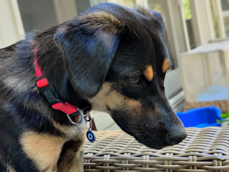 Clara, a Beagle and Australian Cattle Dog mix tested with EmbarkVet.com