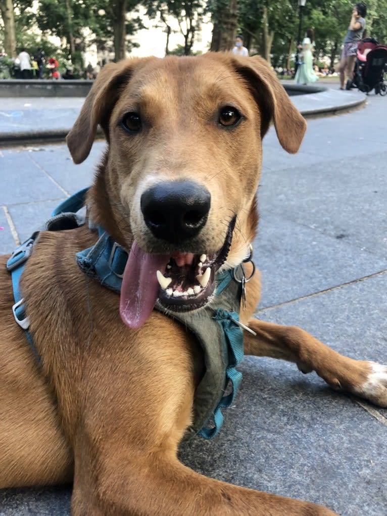 Cooper Lane, a German Shepherd Dog and Labrador Retriever mix tested with EmbarkVet.com