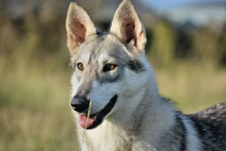 Bree a dog tested with EmbarkVet.com