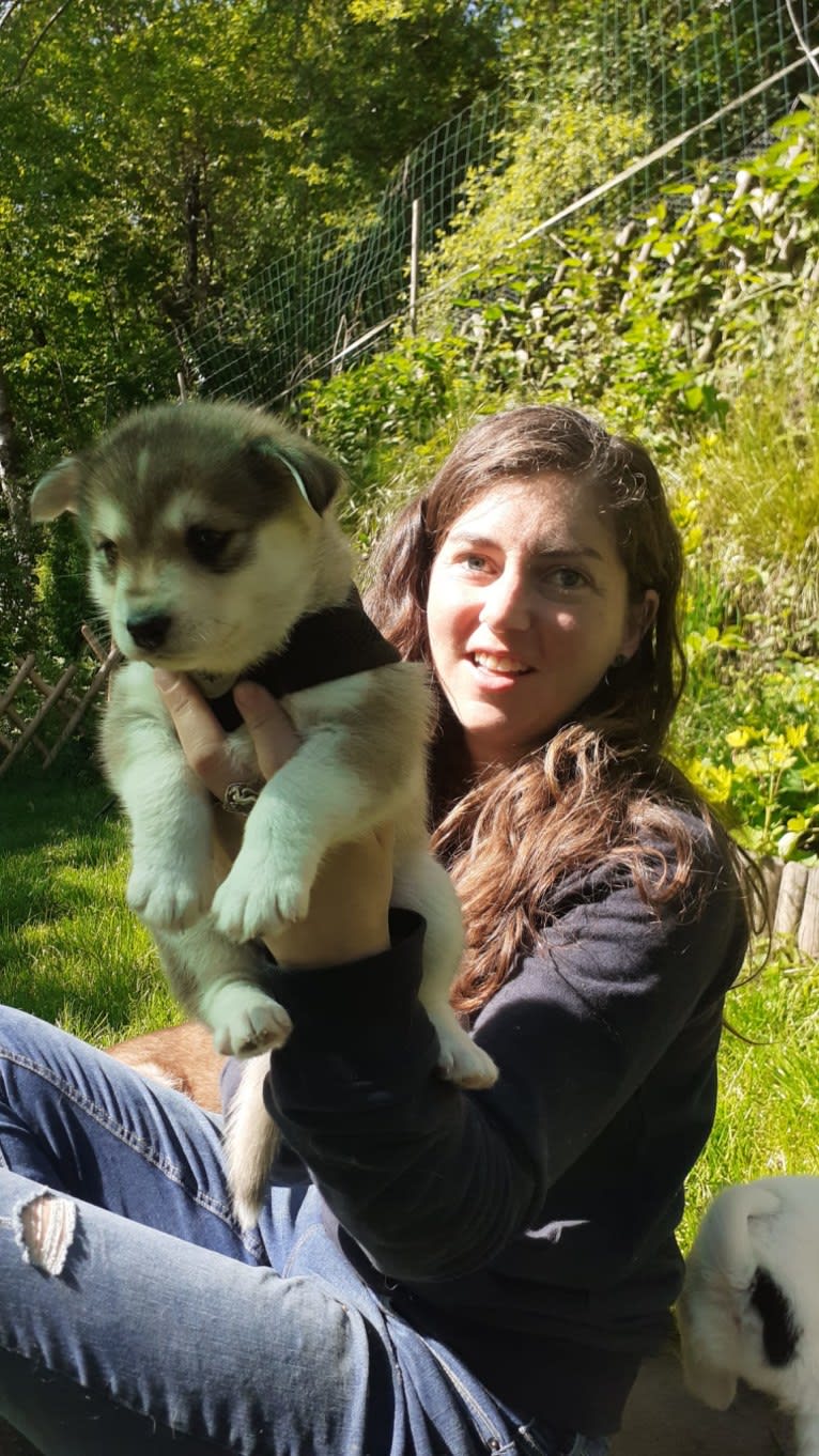 Elany, a Pomsky (10.1% unresolved) tested with EmbarkVet.com