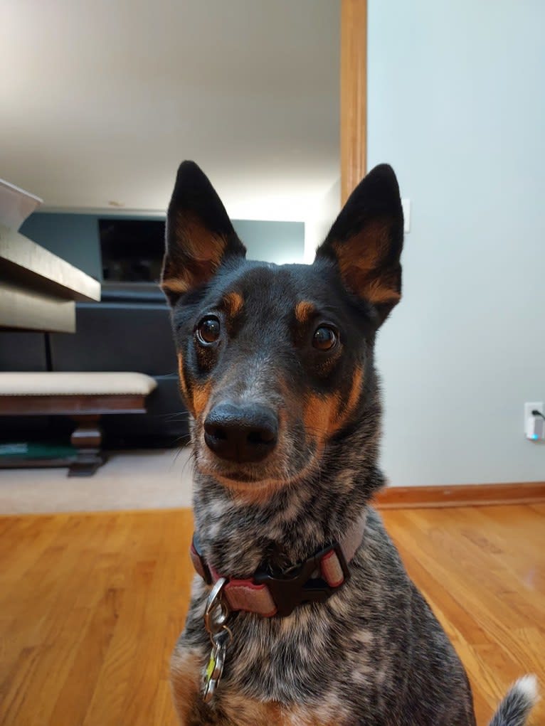 Whoppers, an Australian Cattle Dog tested with EmbarkVet.com