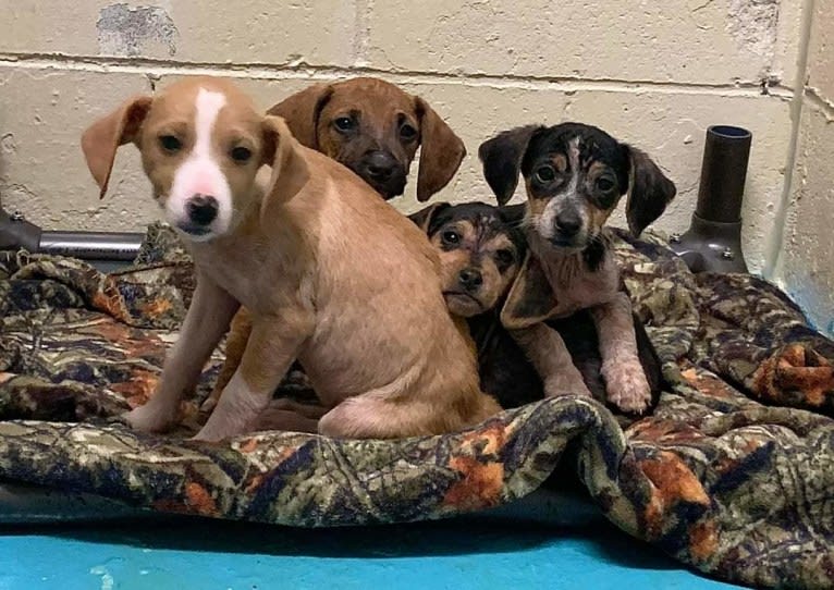 Stella, a Rat Terrier and Mountain Cur mix tested with EmbarkVet.com