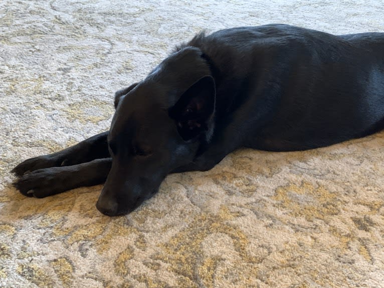 Emmet, a Norwegian Elkhound and Labrador Retriever mix tested with EmbarkVet.com