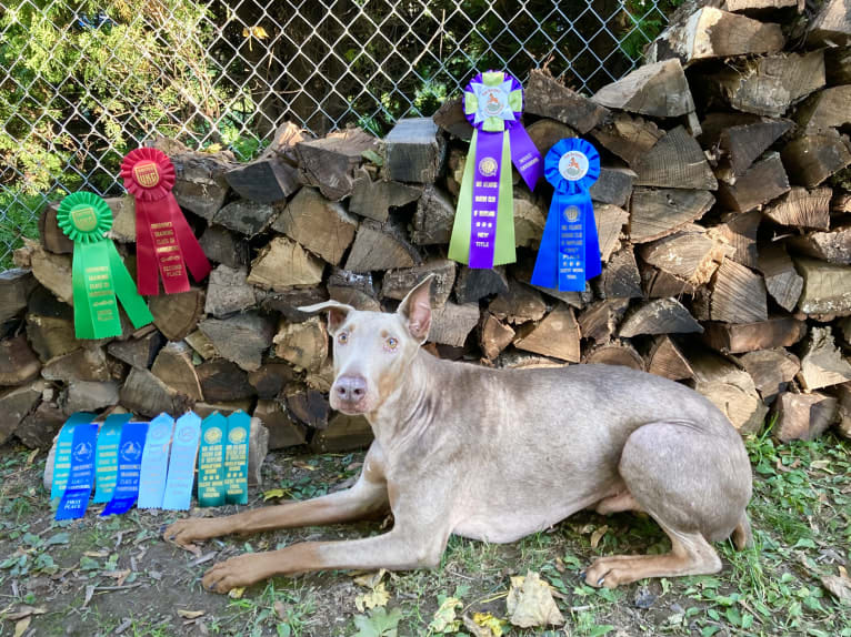 Titan, a Doberman Pinscher tested with EmbarkVet.com