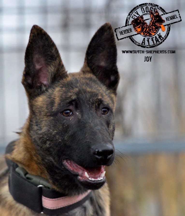 JOY, a Dutch Shepherd tested with EmbarkVet.com