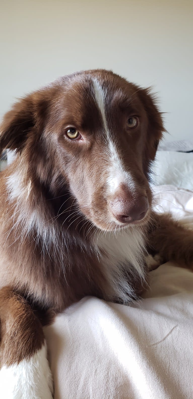 Chili, a Border Collie and English Springer Spaniel mix tested with EmbarkVet.com