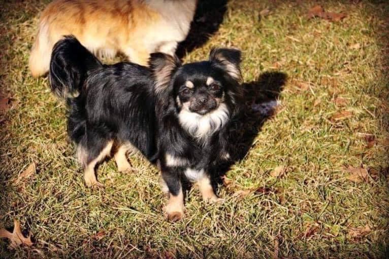 Penny, a Chihuahua tested with EmbarkVet.com