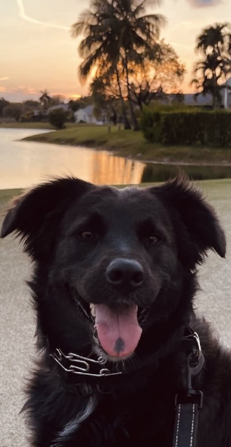 Luna, a Border Collie and Catahoula Leopard Dog mix tested with EmbarkVet.com