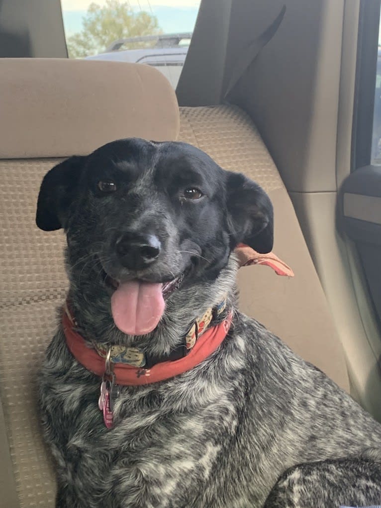 Sophie, an Australian Cattle Dog and Dachshund mix tested with EmbarkVet.com