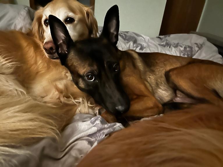 Rocket Raccoon, a Belgian Shepherd tested with EmbarkVet.com