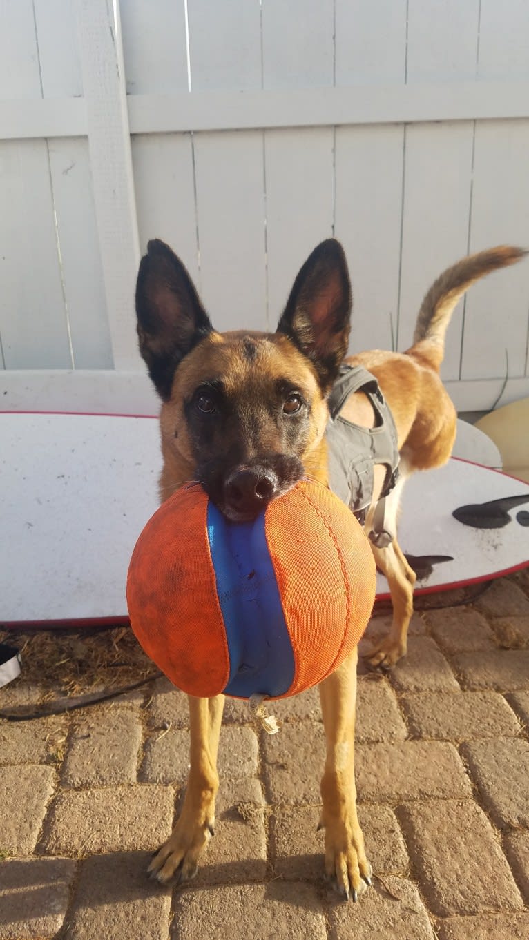 Sully, a Belgian Shepherd tested with EmbarkVet.com