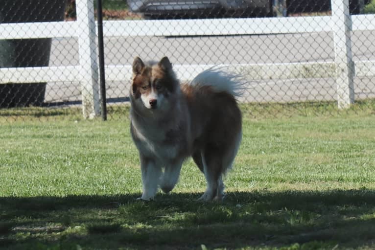 Sokka, a Siberian Husky tested with EmbarkVet.com