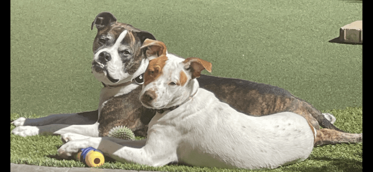 Ada, an American Staffordshire Terrier and Bulldog mix tested with EmbarkVet.com