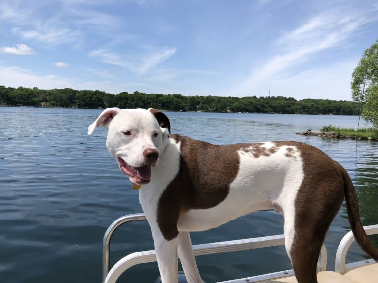 Chance, an American Pit Bull Terrier and Labrador Retriever mix tested with EmbarkVet.com