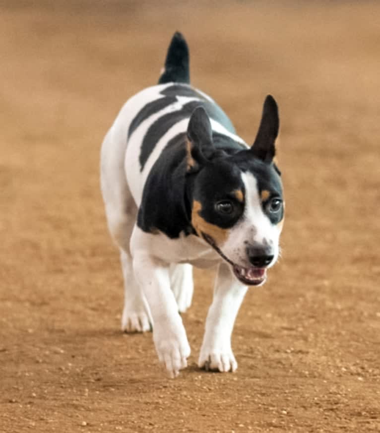 Wyatt, a Teddy Roosevelt Terrier tested with EmbarkVet.com