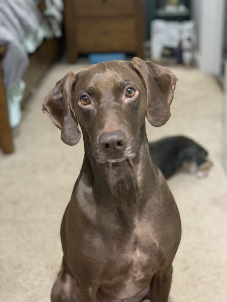 Riggs, a Pudelpointer tested with EmbarkVet.com