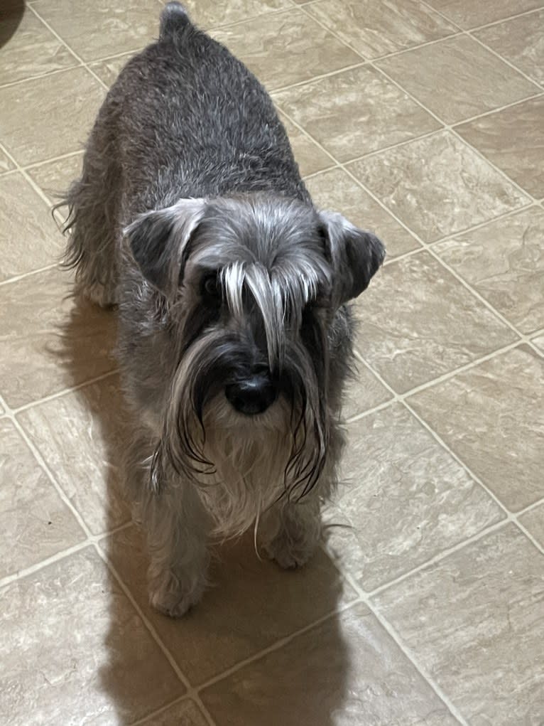 Annie, a Standard Schnauzer tested with EmbarkVet.com