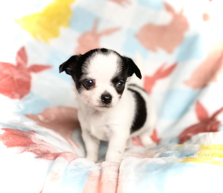 Pepper, a Chihuahua tested with EmbarkVet.com