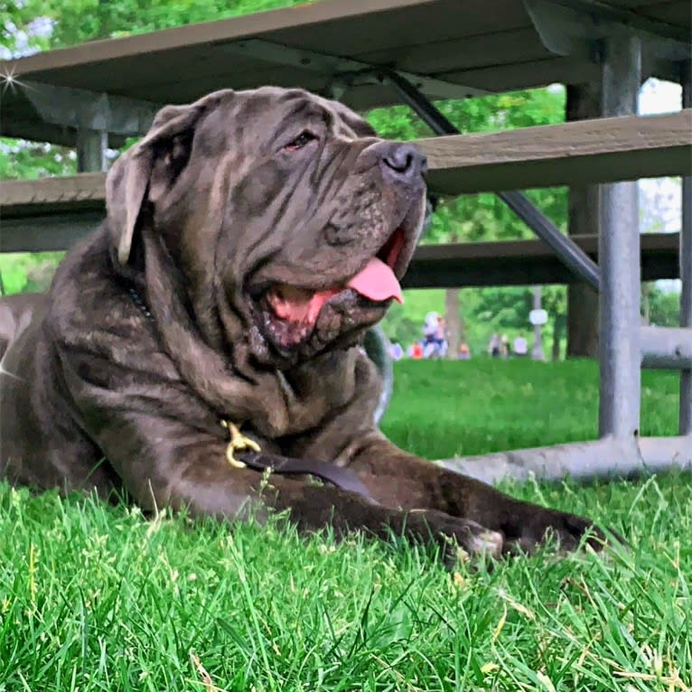 Kaiser, a Neapolitan Mastiff tested with EmbarkVet.com