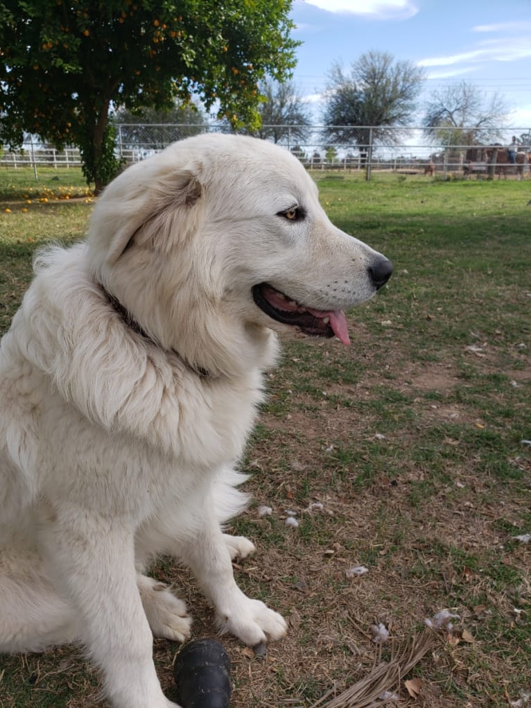 Galadriel, a Maremma Sheepdog tested with EmbarkVet.com