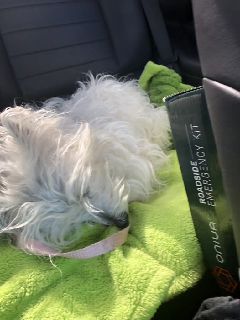 Lucy Anne Preston, a West Highland White Terrier tested with EmbarkVet.com