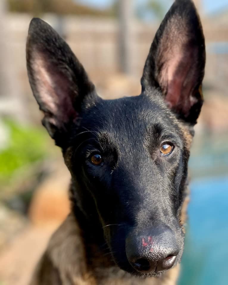 Bandit, a Belgian Shepherd tested with EmbarkVet.com