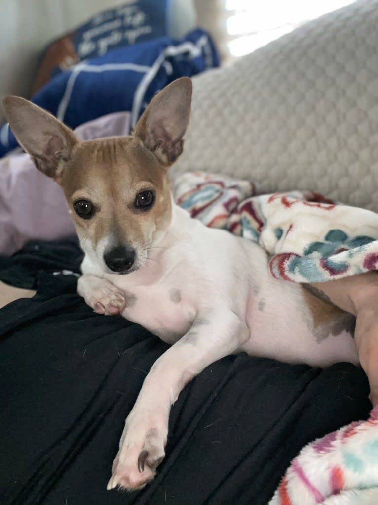 Timon, a Chihuahua tested with EmbarkVet.com