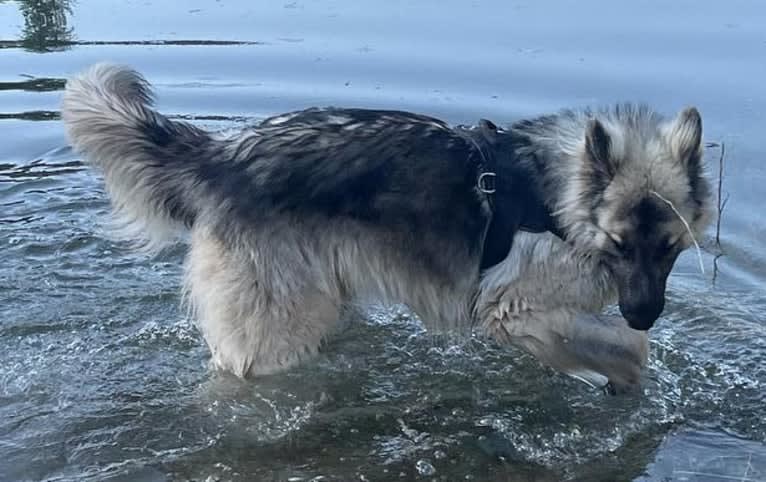 Yuno, a German Shepherd Dog tested with EmbarkVet.com