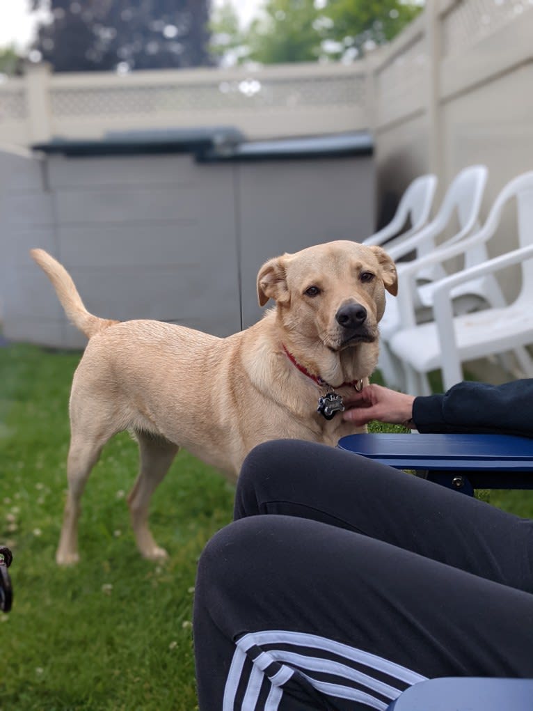 Willie Kirsch, a Labrador Retriever and American Pit Bull Terrier mix tested with EmbarkVet.com