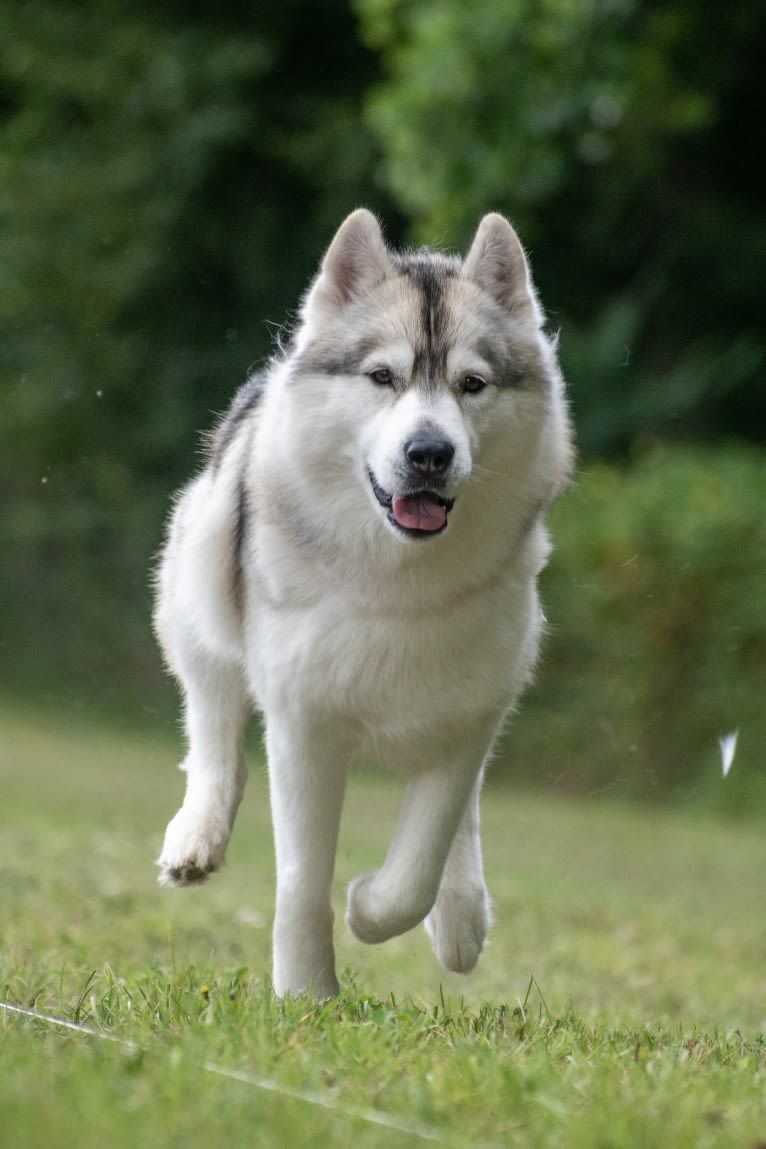 Noxus, a Siberian Husky tested with EmbarkVet.com