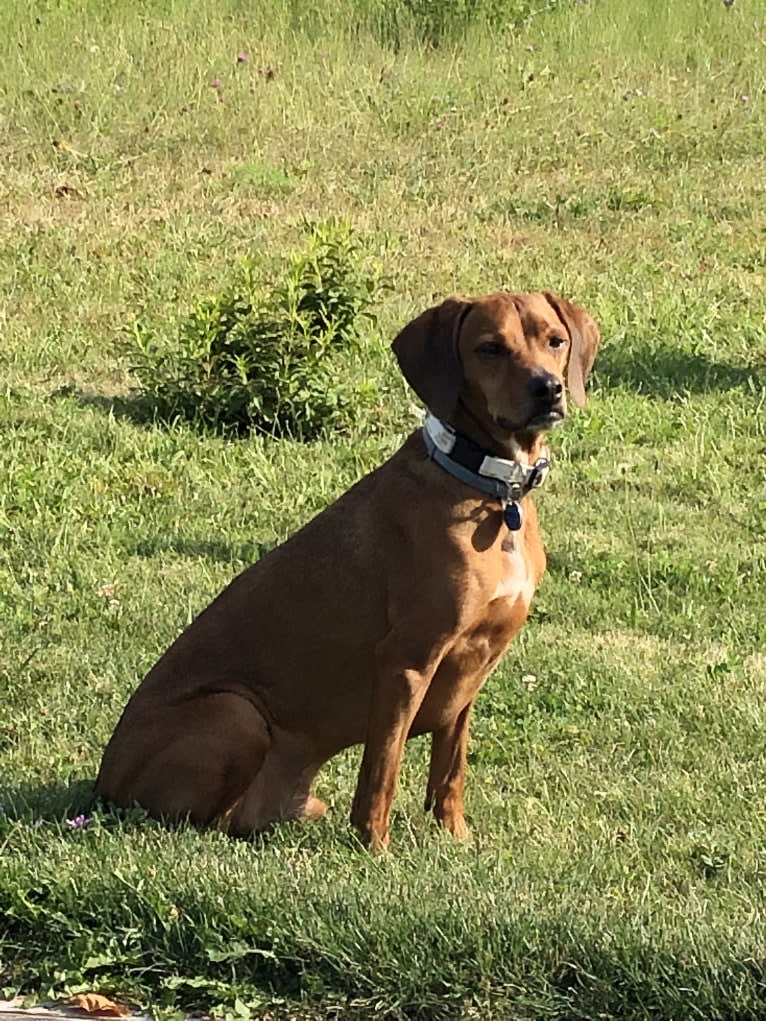 Oscar, a Beagle and Dachshund mix tested with EmbarkVet.com