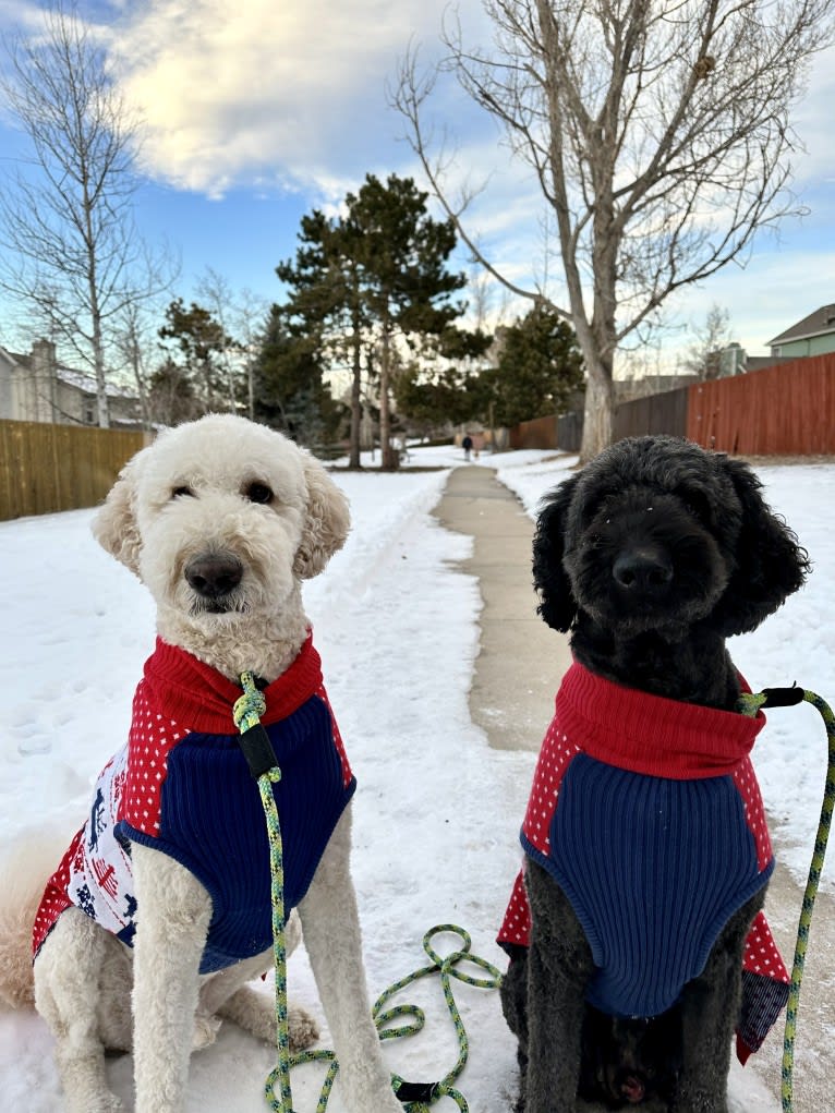 Hunter, a Goldendoodle tested with EmbarkVet.com