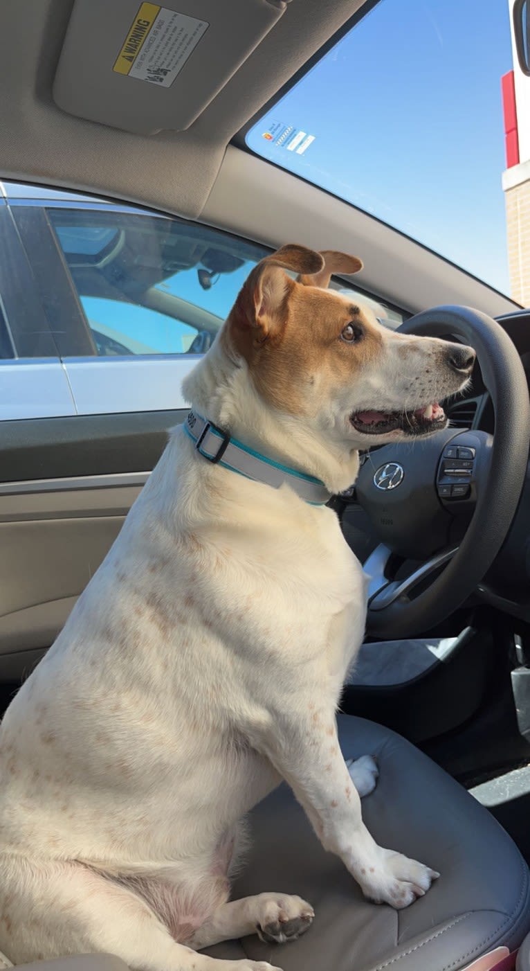 Poe, an Australian Cattle Dog and Chihuahua mix tested with EmbarkVet.com