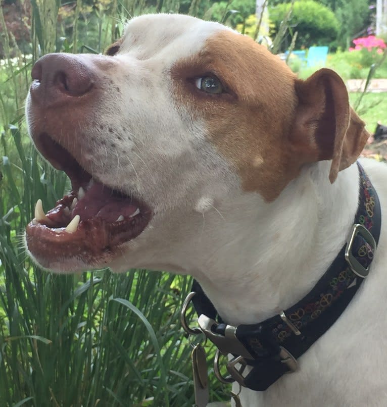 Freckles, an American Pit Bull Terrier and Chow Chow mix tested with EmbarkVet.com