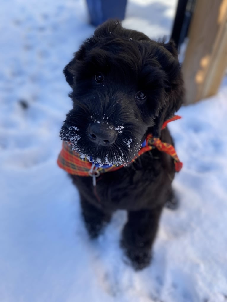 Montgomery, a Black Russian Terrier tested with EmbarkVet.com