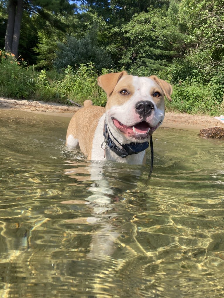 Charlie, an American Pit Bull Terrier and Labrador Retriever mix tested with EmbarkVet.com