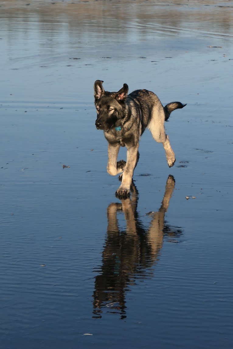 Kodiak, a Caucasian Ovcharka and German Shepherd Dog mix tested with EmbarkVet.com