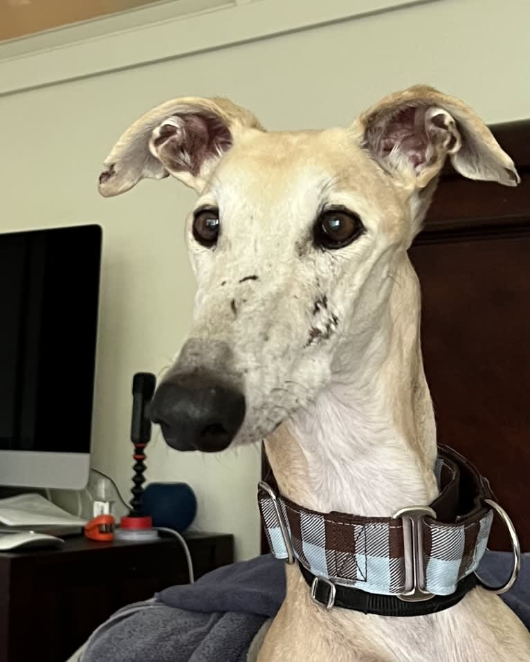 Marcelino, a Spanish Galgo tested with EmbarkVet.com