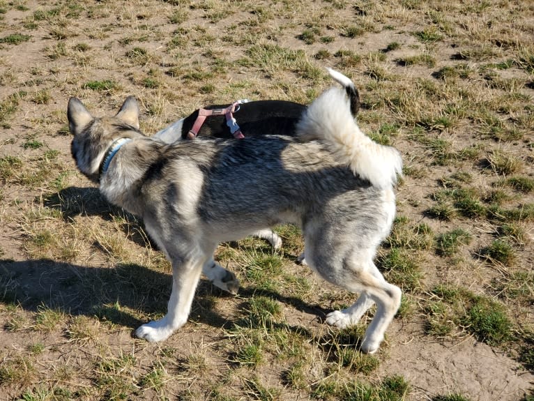 Yomi, an Alaskan Malamute and Siberian Husky mix tested with EmbarkVet.com