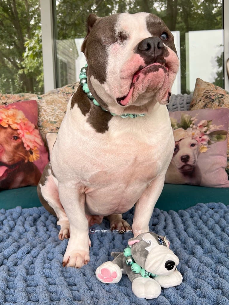 Rhino, an American Bully and Bulldog mix tested with EmbarkVet.com