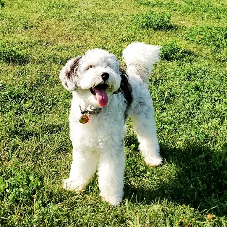 Cookie, a Poodle (Small) and Cocker Spaniel mix tested with EmbarkVet.com