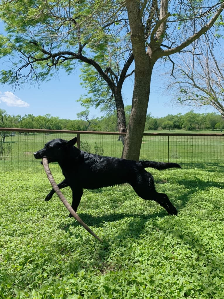 Tia, a Labrador Retriever tested with EmbarkVet.com