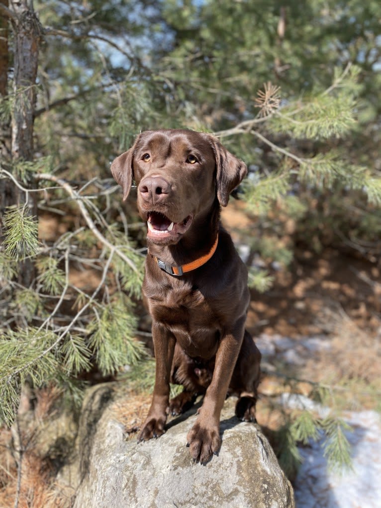 MD’s Goose Maverick, a Labrador Retriever tested with EmbarkVet.com