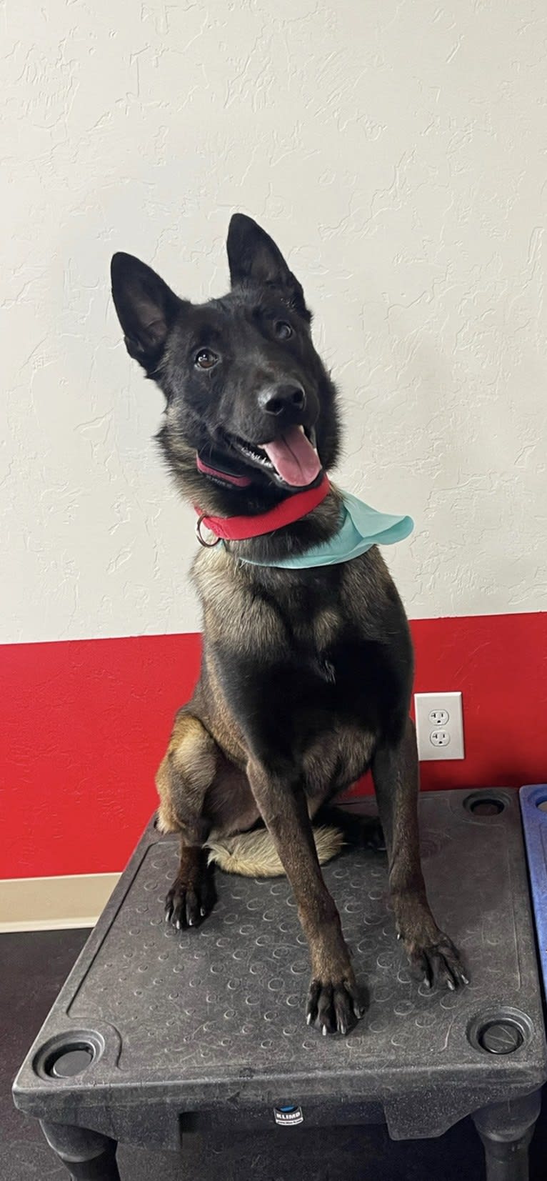 Havoc, a Belgian Shepherd tested with EmbarkVet.com