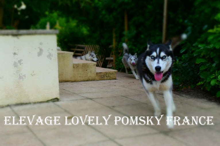 OSI, a Siberian Husky tested with EmbarkVet.com